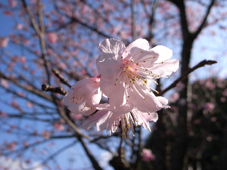 ハコニワへ_c0194929_1520878.jpg