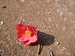 ハコニワへ_c0194929_15213895.jpg
