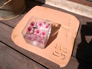 ハコニワへ_c0194929_1521556.jpg