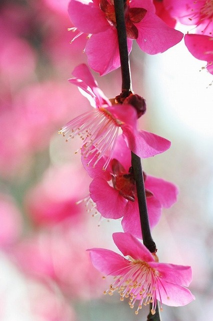 梅の花が盛りです～♪_e0052135_22244059.jpg