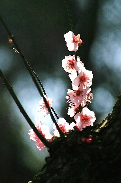 梅の花が盛りです～♪_e0052135_222485.jpg