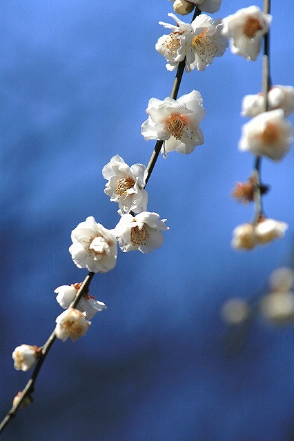 梅の花が盛りです～♪_e0052135_2225256.jpg