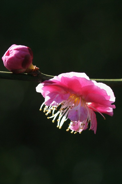 梅の花が盛りです～♪_e0052135_22253124.jpg