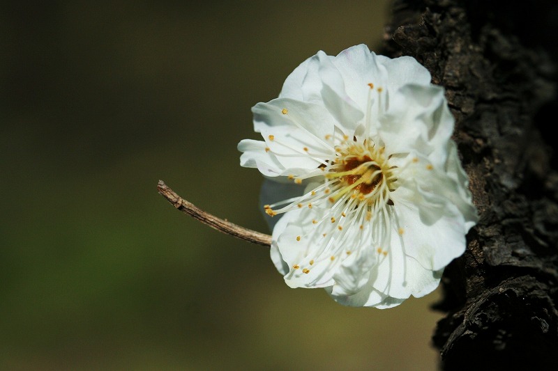 梅の花が盛りです～♪_e0052135_22264955.jpg