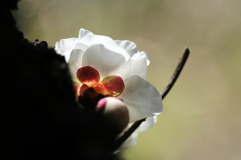 梅の花が盛りです～♪_e0052135_22274085.jpg