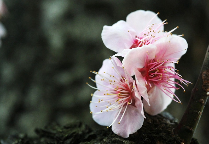 梅の花が盛りです～♪_e0052135_22283628.jpg