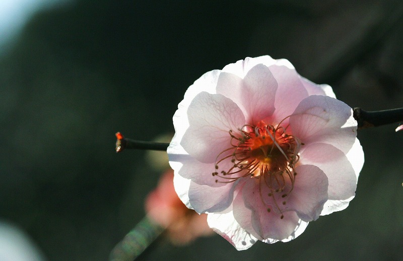 梅の花が盛りです～♪_e0052135_2229252.jpg