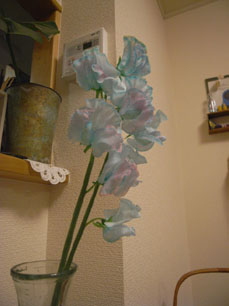 水色のスイートピー Chiyo Un Appartemente Du Melange 水色のスイートピー Chiyo Un Appartemente Du Melange