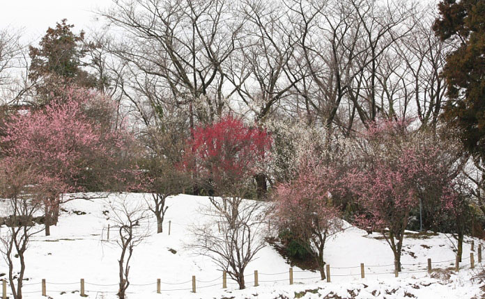 雪のなかの春_c0183164_13341454.jpg