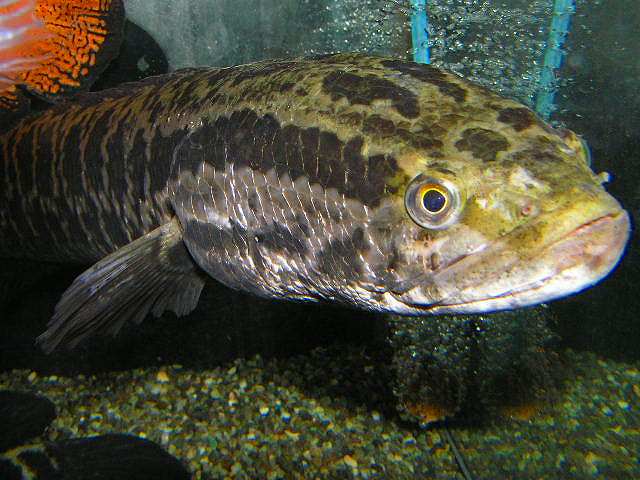 どデカイ タイワンドジョウ 迫力あります リミックス名東店熱帯魚