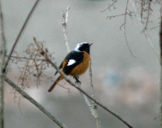 b0120968_2311364.gif