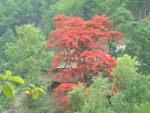 e0155370_16125483.jpg