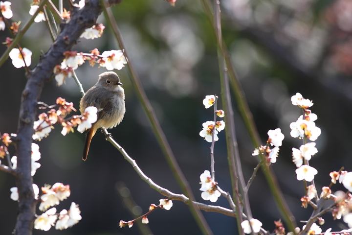 梅とジョウビタキ_e0071575_2034209.jpg