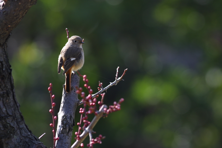 梅とジョウビタキ_e0071575_203472.jpg