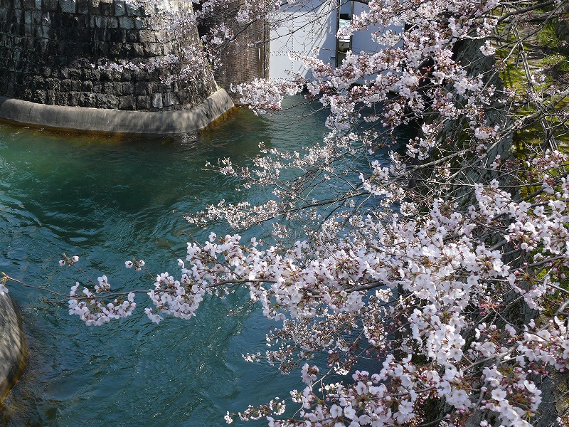 大津 琵琶湖疎水の桜_c0196076_21345740.jpg