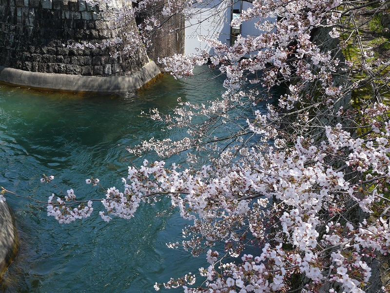 大津　琵琶湖疎水の桜_c0196076_21345740.jpg