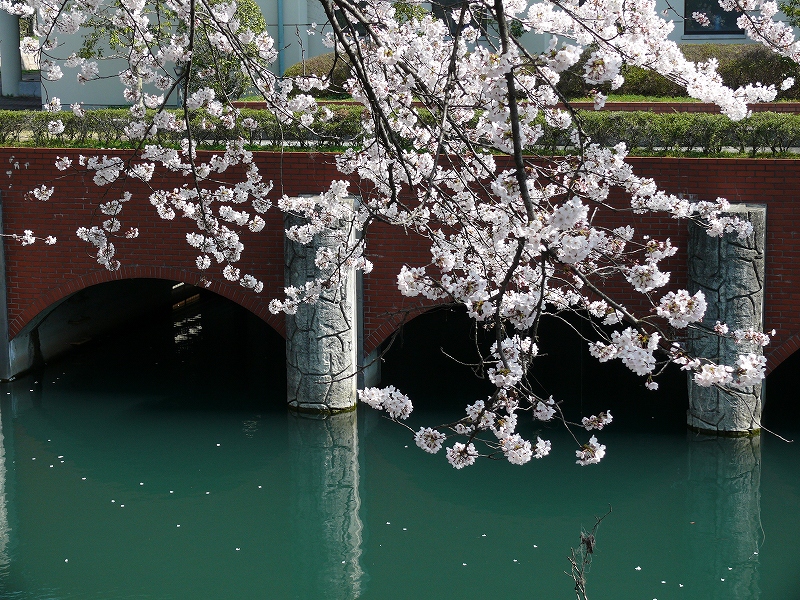 大津　琵琶湖疎水の桜_c0196076_21354550.jpg