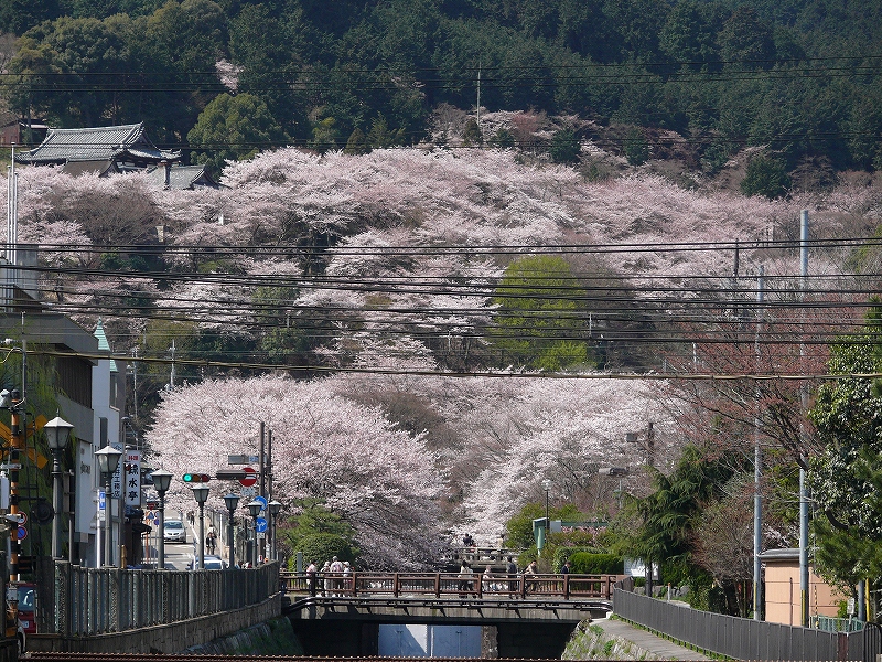 大津 琵琶湖疎水の桜_c0196076_21361668.jpg