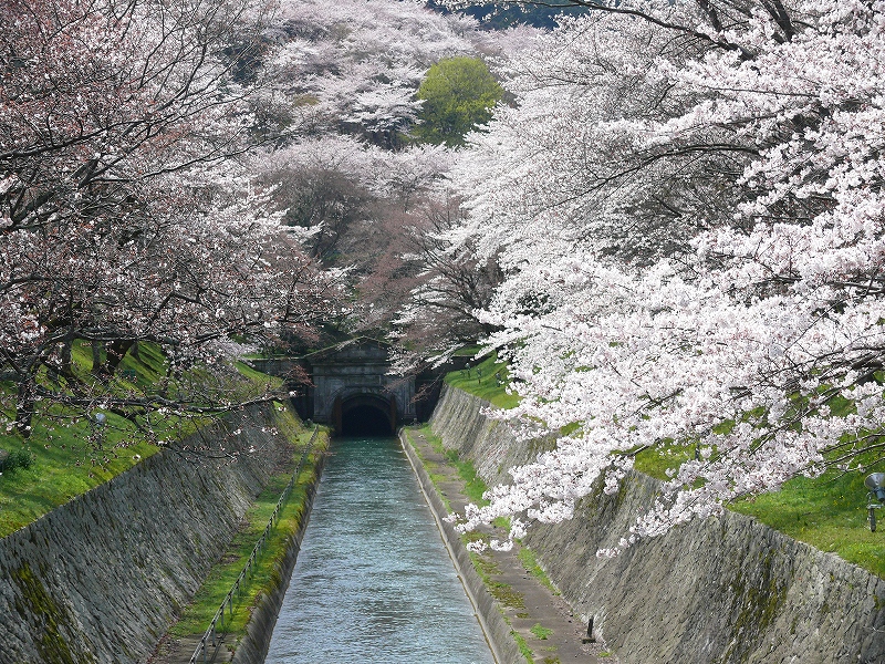 大津 琵琶湖疎水の桜_c0196076_213650100.jpg