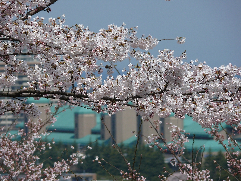 大津　琵琶湖疎水の桜_c0196076_21384784.jpg