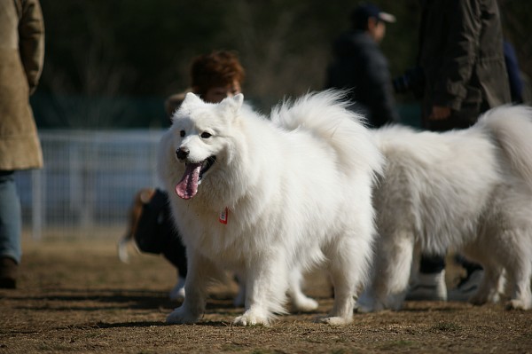 200902ドッグラン毛呂山 01_c0109780_19332197.jpg