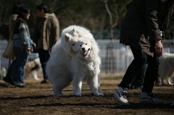200902ドッグラン毛呂山 01_c0109780_19332951.jpg