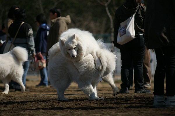 200902ドッグラン毛呂山 01_c0109780_1933441.jpg