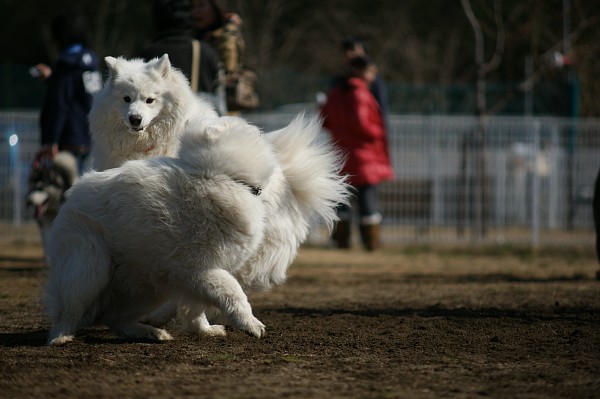 200902ドッグラン毛呂山 01_c0109780_19341641.jpg