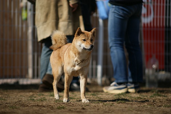 200902ドッグラン毛呂山 01_c0109780_19343555.jpg