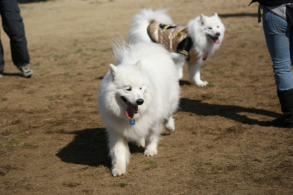 200902ドッグラン毛呂山 01_c0109780_19344379.jpg