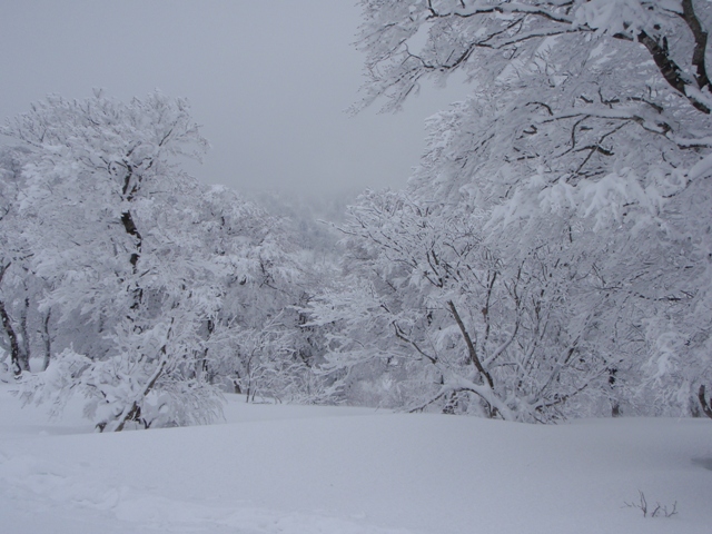 氷ノ山　わさび谷　20090218 本編_c0147398_071042.jpg