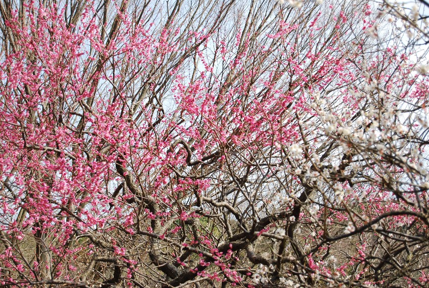 薬師池公園梅林 2月15日_f0101201_22474562.jpg