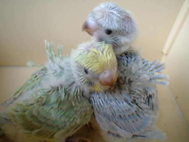 羽衣パステル カラー ケンソン系 非売鳥 セキセイインコ全般繁殖販売 マブーティ企画 最新情報 23都法研 第 ｂ０００３２３号 法定研修済