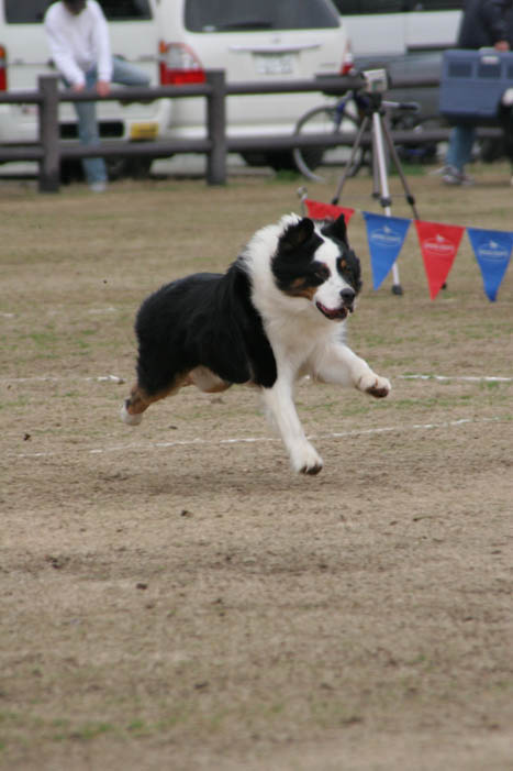 SDC杯　2月大会　於　菊地市営中央グランド 　その3_d0037627_15471587.jpg