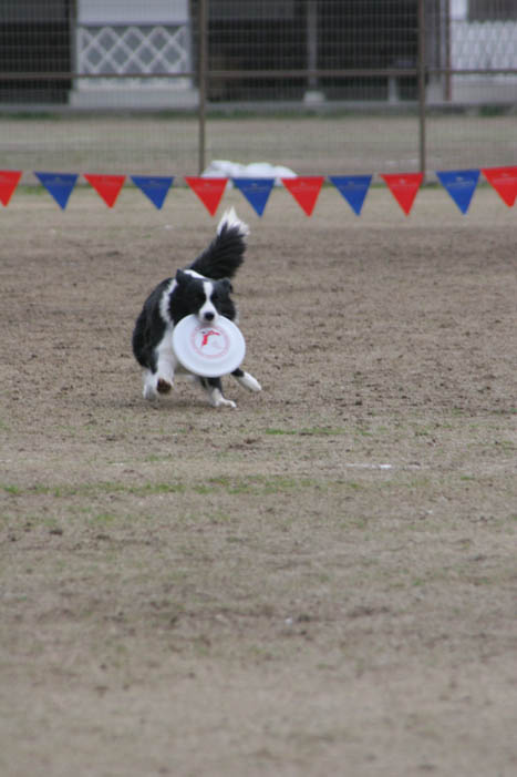 SDC杯　2月大会　於　菊地市営中央グランド 　その3_d0037627_15505640.jpg