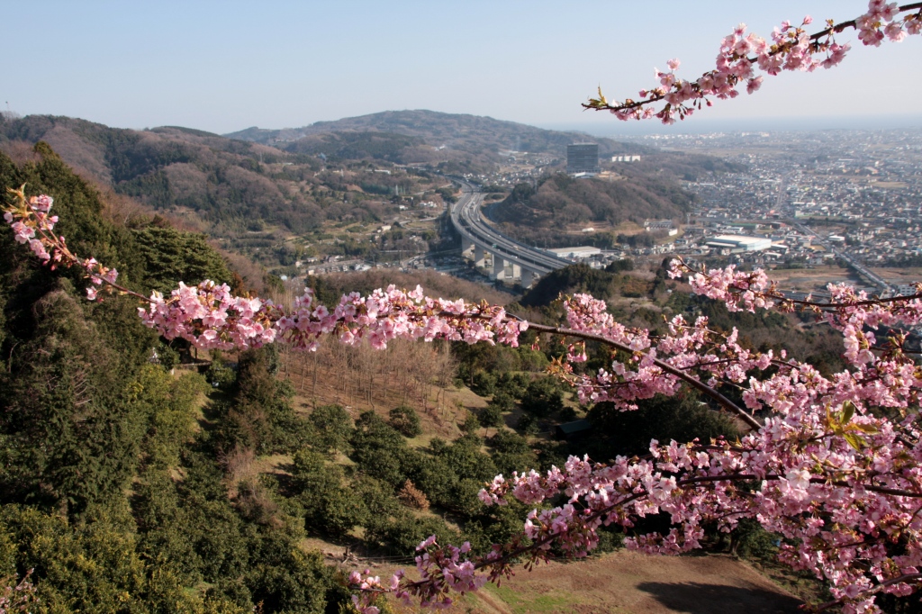 松田町桜まつり_e0127133_1983029.jpg