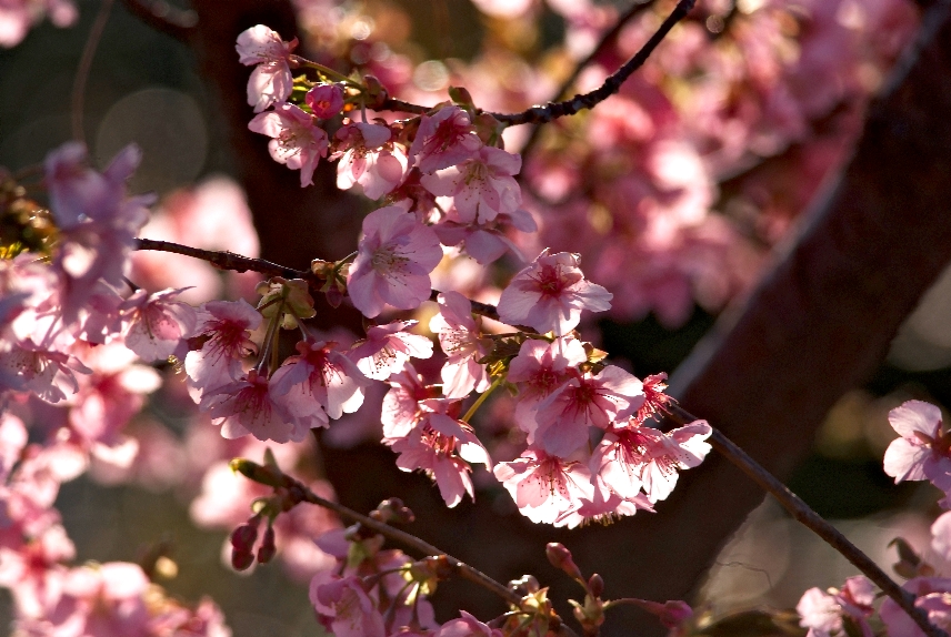 梅、桜、メジロ_b0158237_8441166.jpg