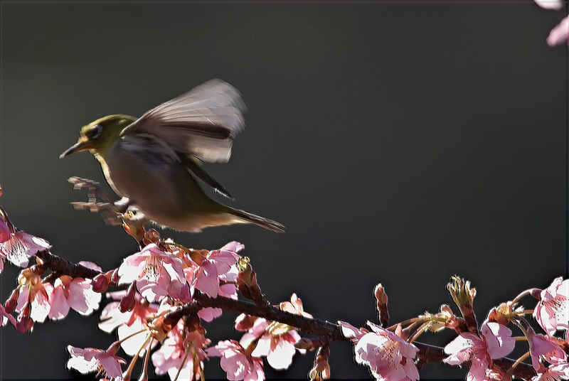 梅、桜、メジロ_b0158237_9164342.jpg