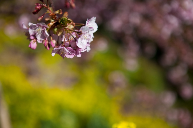 早咲きの桜と菜の花_c0115948_18375395.jpg