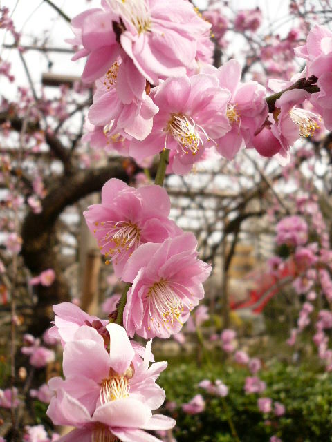 c0110550_09029.jpg