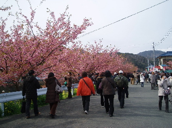 河津桜まつり_a0061057_22514790.jpg