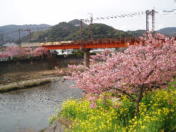 河津桜まつり_a0061057_2253246.jpg