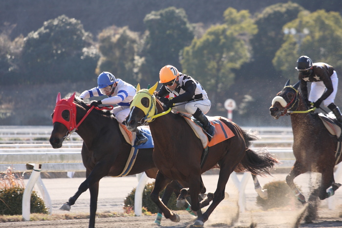 2009年1月11日（日） 高知競馬 6R_a0077663_82615100.jpg