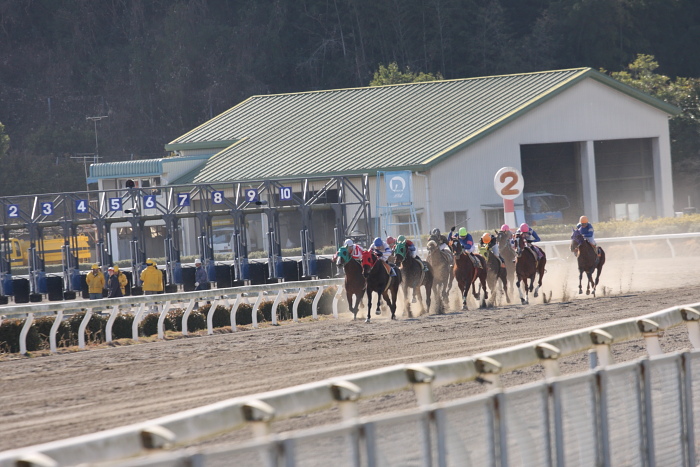 2009年1月11日（日） 高知競馬 6R_a0077663_8265014.jpg