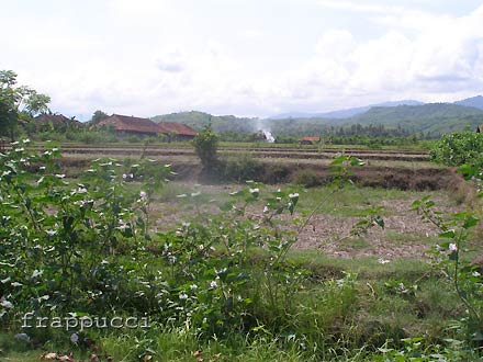 d0056263_020940.jpg