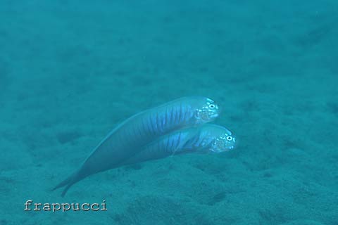 d0056263_2382457.jpg
