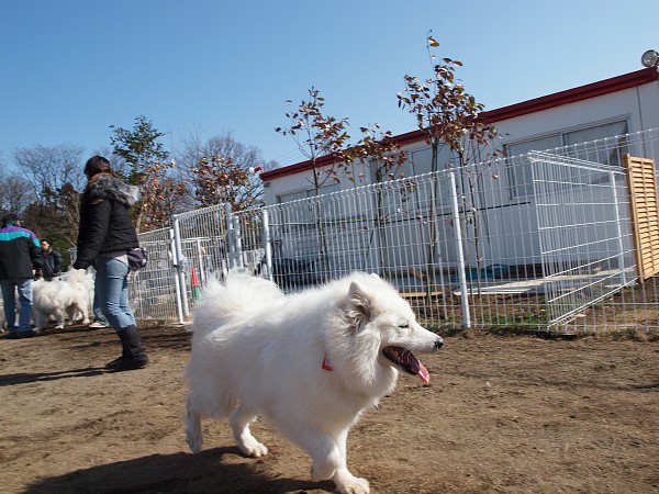 200902ドッグラン毛呂山 04_c0109780_1915344.jpg