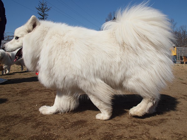 200902ドッグラン毛呂山 04_c0109780_1921123.jpg