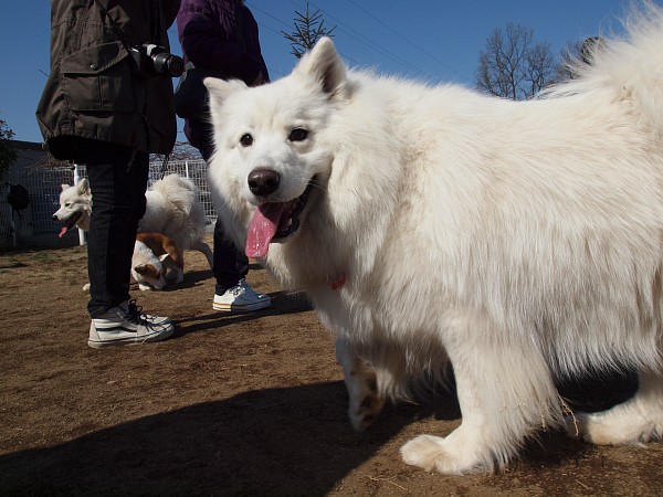 200902ドッグラン毛呂山 04_c0109780_1921827.jpg