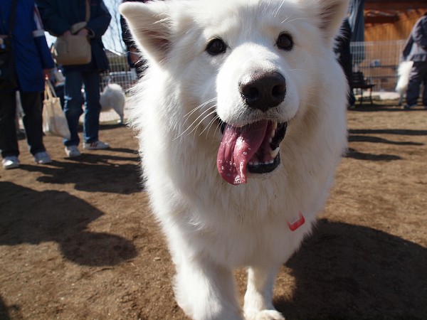 200902ドッグラン毛呂山 04_c0109780_1922723.jpg